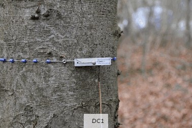 周長生長測量傳感器