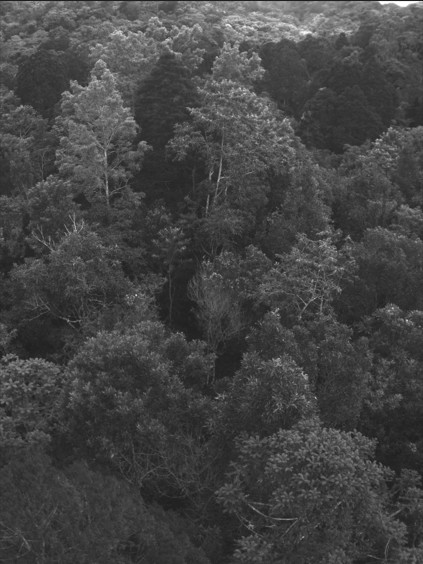 圖片關(guān)鍵詞